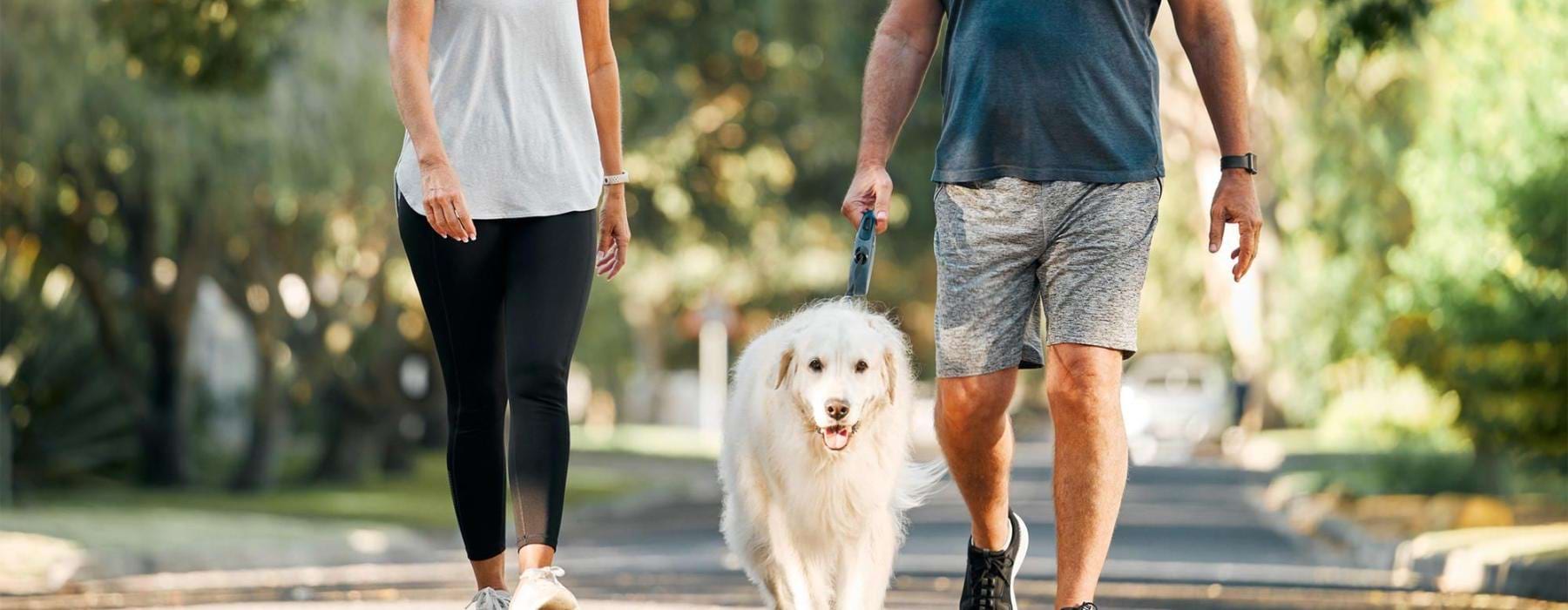 a man and a woman walking a dog on a leash