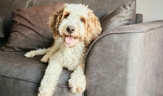 a dog lying on a couch